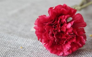 康乃馨的颜色，主要有红色、白色、粉红色等6种色彩