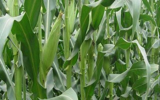 海禾17玉米品种的特性，生育期118天左右