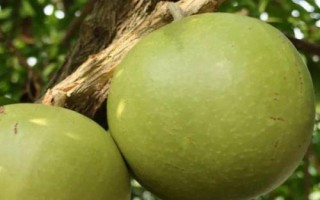 铁西瓜是什么，是典型的老茎生花植物