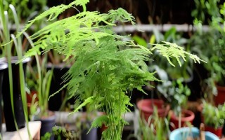 土培文竹叶片发黄如何处理，可采取修剪黄叶、更换盆土等措施