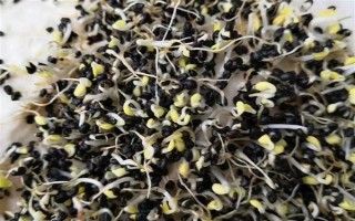 黄芩种子的播种方法，播种前种子先用温水浸泡5-6小时