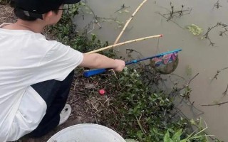 钓小龙虾用哪种肉，鸡肝、鸭肠、蚯蚓等饵料都是适宜选择