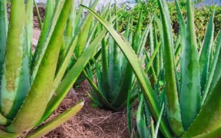 怎么养活没有根的芦荟，先将基部的叶片掰掉几个有利于出根