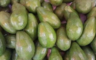 酪梨是什么水果的别称，是指牛油果