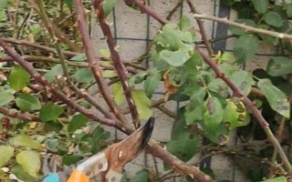 爬藤花卉的品种，包括爬藤月季、牵牛花等种类