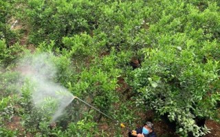 矿物油农药的使用方法，针对不同作物的使用方法不同