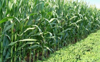 宁单24号玉米种子简介,每亩施种肥磷酸二铵10kg