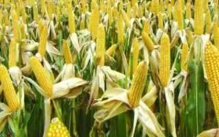 凤田117玉米种简介,中等肥力以上地块栽培