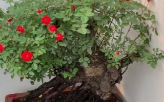 玫瑰老桩假活多长时间会死亡，假活一个月左右会死亡