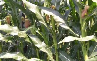 DF8817玉米种子特征特性,中早熟品种