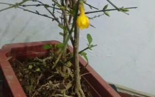 刚挖出来的迎春花如何移栽,剪除发黑枯萎的根须、蘸上生根粉再栽种
