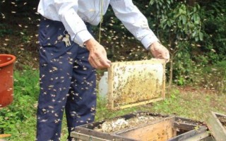 养一年蜜蜂能不能挣20万,主要取决于蜂种、规模、养殖技术等条件