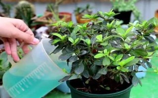 如何养好杜鹃花，生长期需要保持它的光照充足