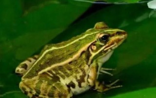 青蛙还叫什么，又被称为蛙、蛤蟆、田鸡、蛙子等