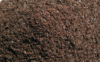 黑老虎的扦插育苗技术，最好在秋季可进行