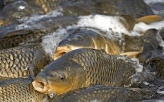 鲤鱼的食物，主要吃水生植物的根茎、枝叶等部位