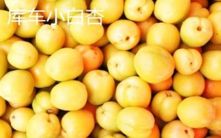 新疆阿克苏地区有哪些特色水果，常见的有库车小白杏、阿克苏苹果等