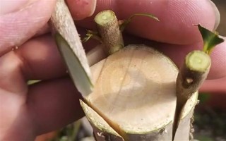 嫁接桂花的方法，将枝条插入砧木中并绑扎薄膜