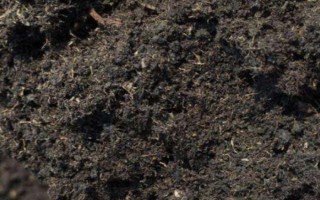 茶花是如何嫁接的，通常在6月份或者7月份进行