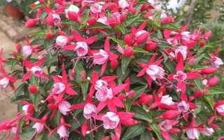 倒挂金钟的养殖方法，生长旺季每周追施一次肥料