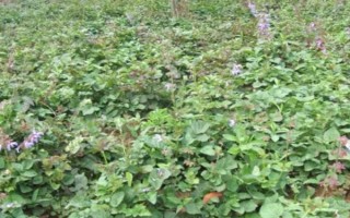 种植丹参多久可以收获，生长期为1年