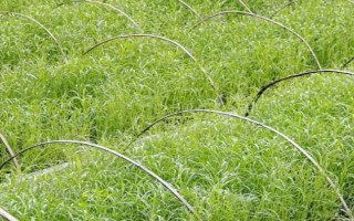 空心菜一天需要多少光照时间，可以控制在10-12小时左右