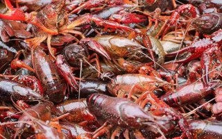 小龙虾可以卖到哪里去，小规模养殖可在菜市场销售