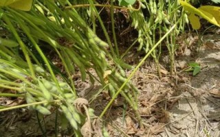 沈农豆38大豆品种简介,中等以上肥力地块上种植