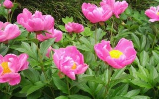 怎么延长鲜花的花期，根部要斜剪、每天要更换水质