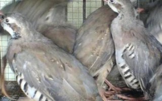 鹧鸪养殖注意事项，温度对其生长影响较大