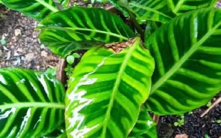 天鹅绒竹芋的养殖方法，适宜的生长温度在18-30℃