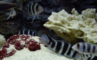 短鼻六间鱼好不好养，比较好养但会欺负小型鱼类