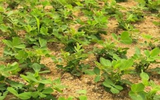 花生黄叶怎么处理，应补充光照、合理施肥等