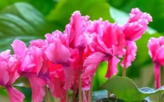 仙客来休眠期是否要浇水，需要浇水但要控制水量