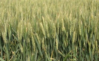 丰德存麦5号小麦品种简介，注意防治赤霉病和纹枯病