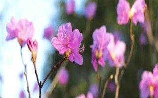 迎红杜鹃怎么繁殖，以种子繁殖、扦插繁殖、嫩枝繁殖为主