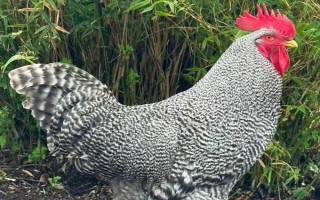 一个平方散养多少只鸡，0-4周龄能养10-15只/平方米