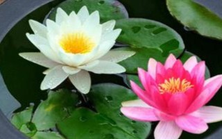 荷花的水养方法，每天要接受充足的散射光