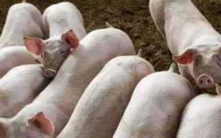 猪瘟发病症状以及如何防治,病猪体温升高、神经紊乱、四肢无力