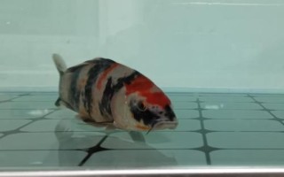 锦鲤趴缸如何处理,静养后可尝试升温充氧
