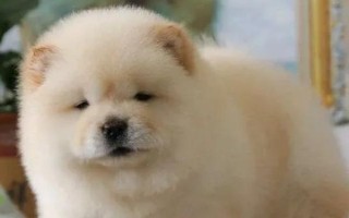 松狮幼犬的饲养方法，幼儿期每天饲喂3-4次