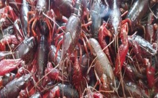 兴化小龙虾的产地，产于江苏省兴化市沙沟镇