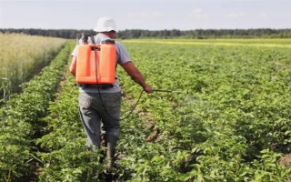 马铃薯晚疫病有什么症状，叶片发病会出现暗绿色水渍状斑点