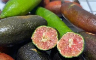 什么品种的橙树苗好，常见的有塔罗科血橙、纽荷尔脐橙等