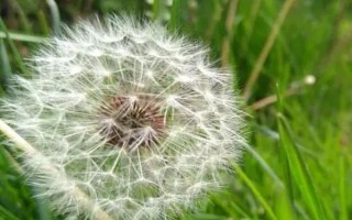 蒲公英如何鉴别，它的叶片细长呈倒卵披针状