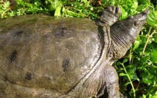 野生甲鱼怎么辨别，可以观察其爪子、底板和背部等