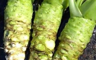 山葵的种植注意事项，要及时中耕除草