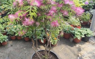 怎么养合欢花，在生长期间应该保证有足够的光照