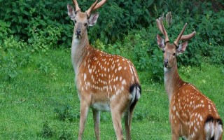 梅花鹿能私人养殖吗，办理相关手续后可以私人养殖