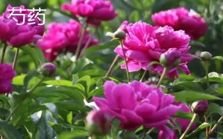 芍药是牡丹吗，二者是完全不同的植物
